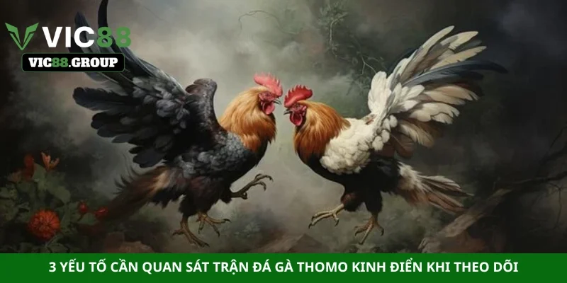 3 yếu tố cần quan sát trận đá gà Thomo kinh điển khi theo dõi