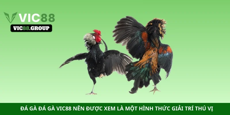 Đá gà đá gà Vic88 nên được xem là một hình thức giải trí thú vị