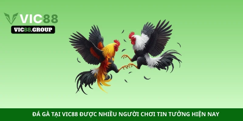 Đá gà tại Vic88 được nhiều người chơi tin tưởng hiện nay