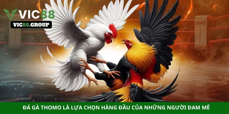 Đá gà Thomo là lựa chọn hàng đầu của những người đam mê