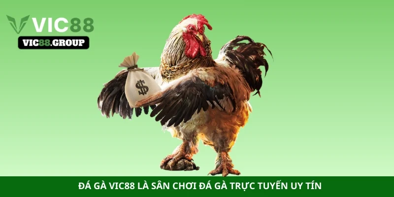 Đá gà Vic88 là sân chơi đá gà trực tuyến uy tín