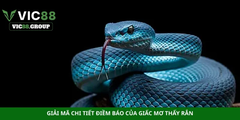 Giải mã chi tiết điềm báo của giấc mơ thấy rắn