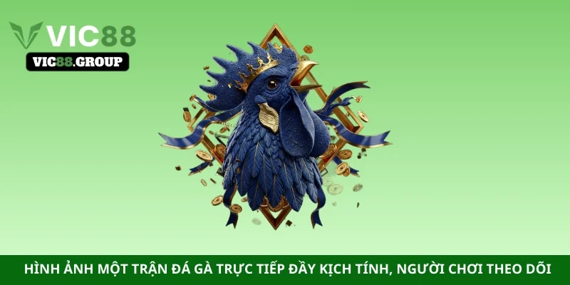 Hình ảnh một trận đá gà trực tiếp đầy kịch tính, người chơi theo dõi 