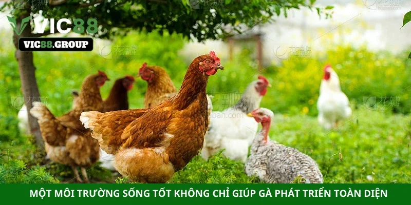 Một môi trường sống tốt không chỉ giúp gà phát triển toàn diện