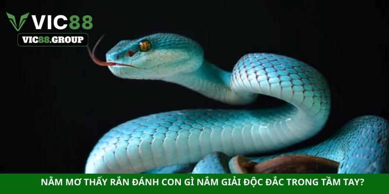 Nằm mơ thấy rắn đánh con gì nắm giải độc đắc trong tầm tay?