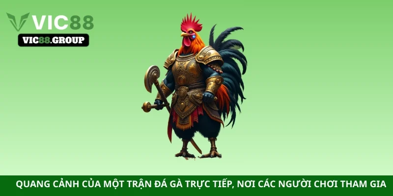 Quang cảnh của một trận đá gà trực tiếp, nơi các người chơi tham gia