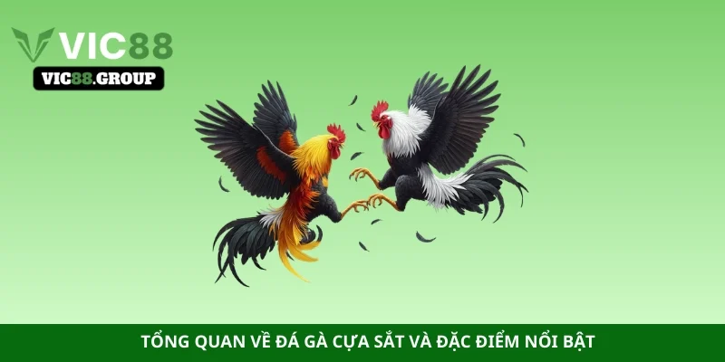 Tổng quan về đá gà cựa sắt và đặc điểm nổi bật